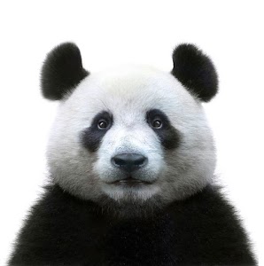Massage Panda